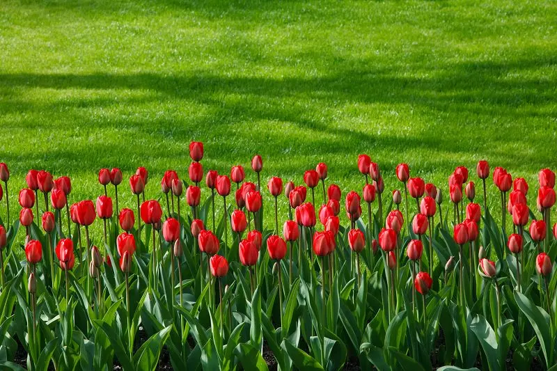 Red Color in Home and Garden Design