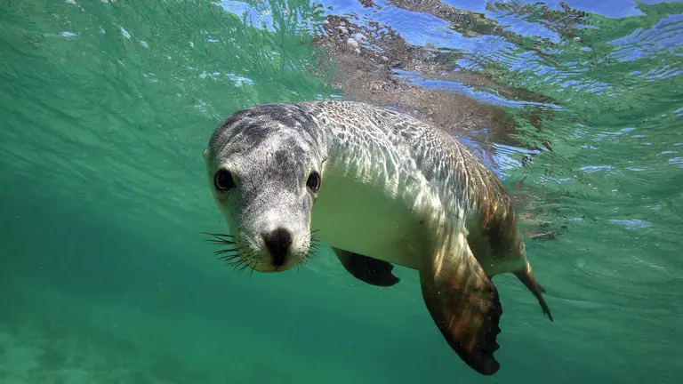 Sea Lion Facts: Diet, Behavior, Habitat & Threats