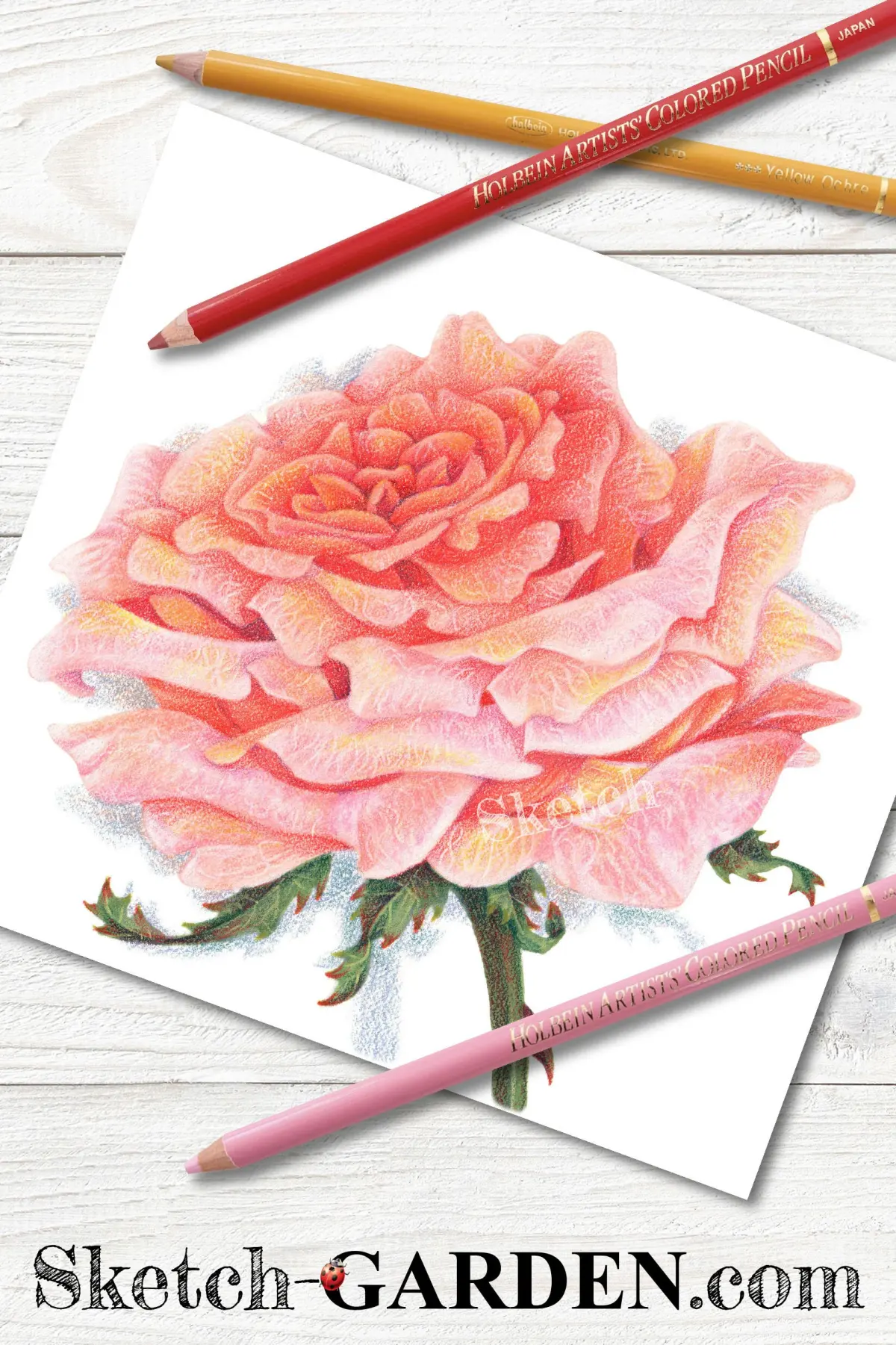 Use What You Learn: Color Realistic Roses with Copic Marker & Colored Pencil