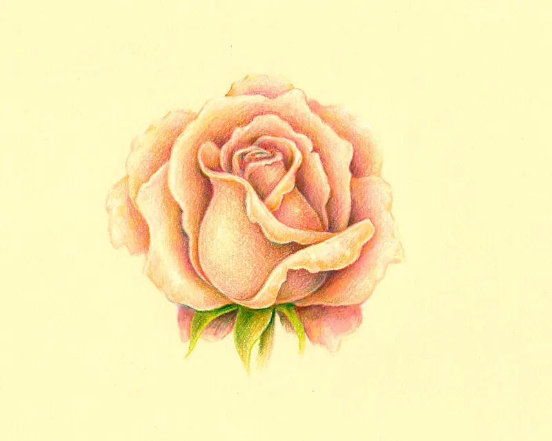 Color roses colored pencils — image 3