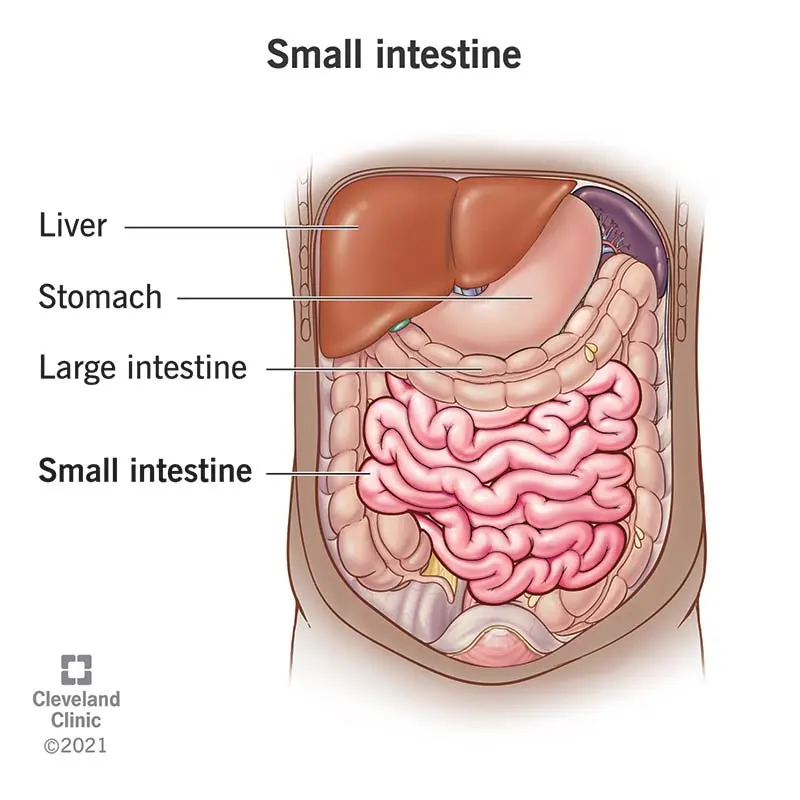 Small Intestine: Function, Parts, Length & Location