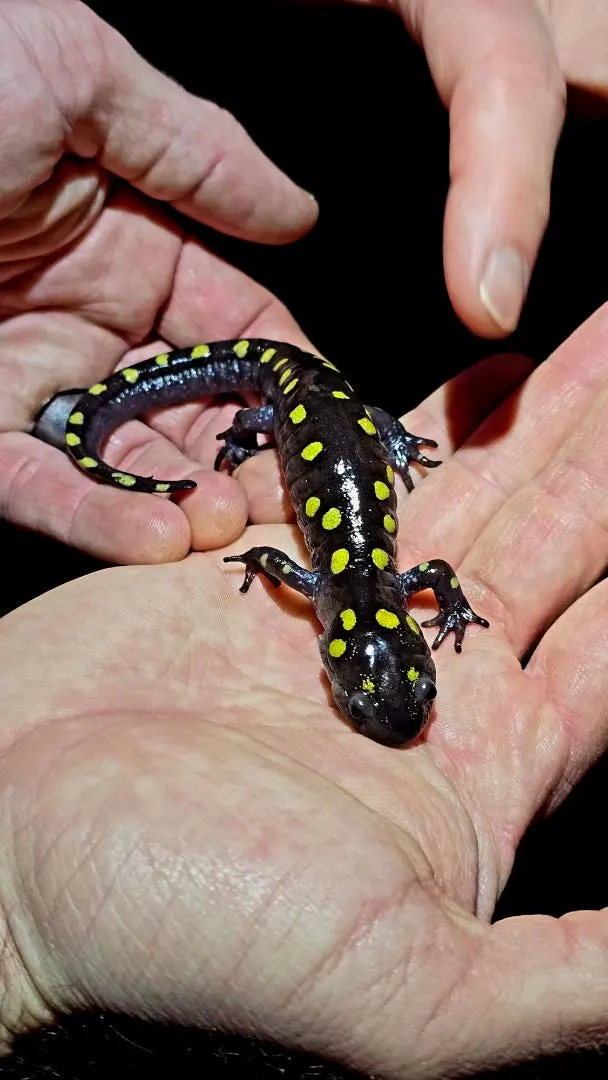 Where do salamanders live