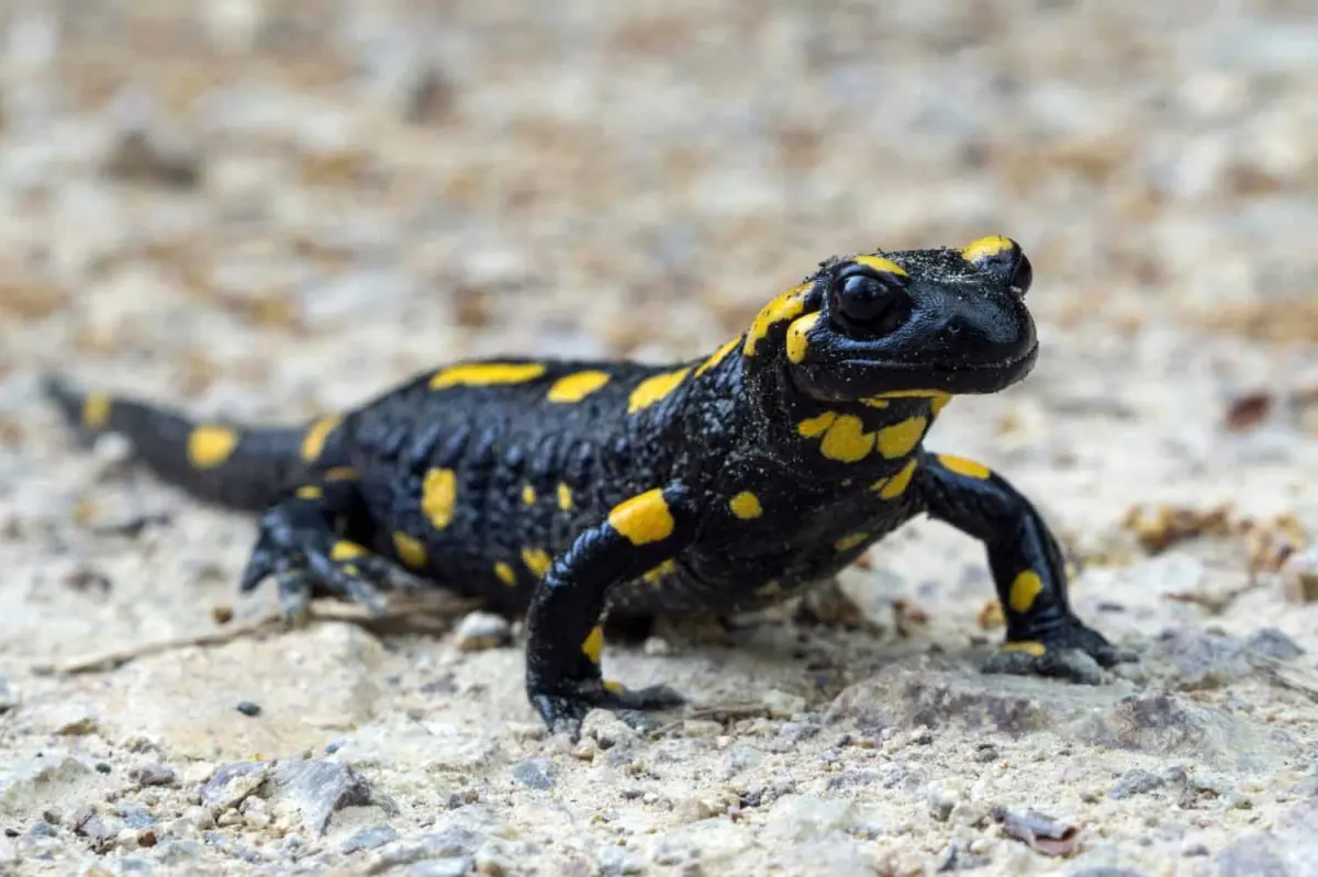 Salamanders live — image 2