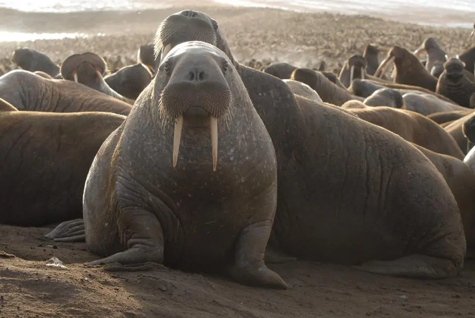 Walruses live — image 2