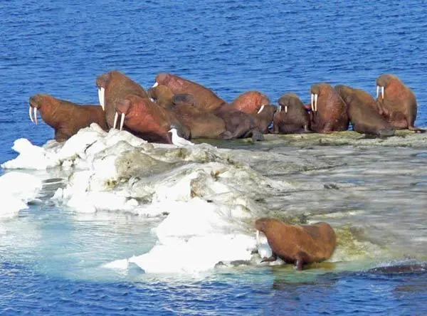 Walruses live — image 3