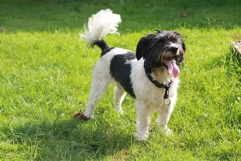 Decoding Dog Speak: Why Dogs Wag Their Tails