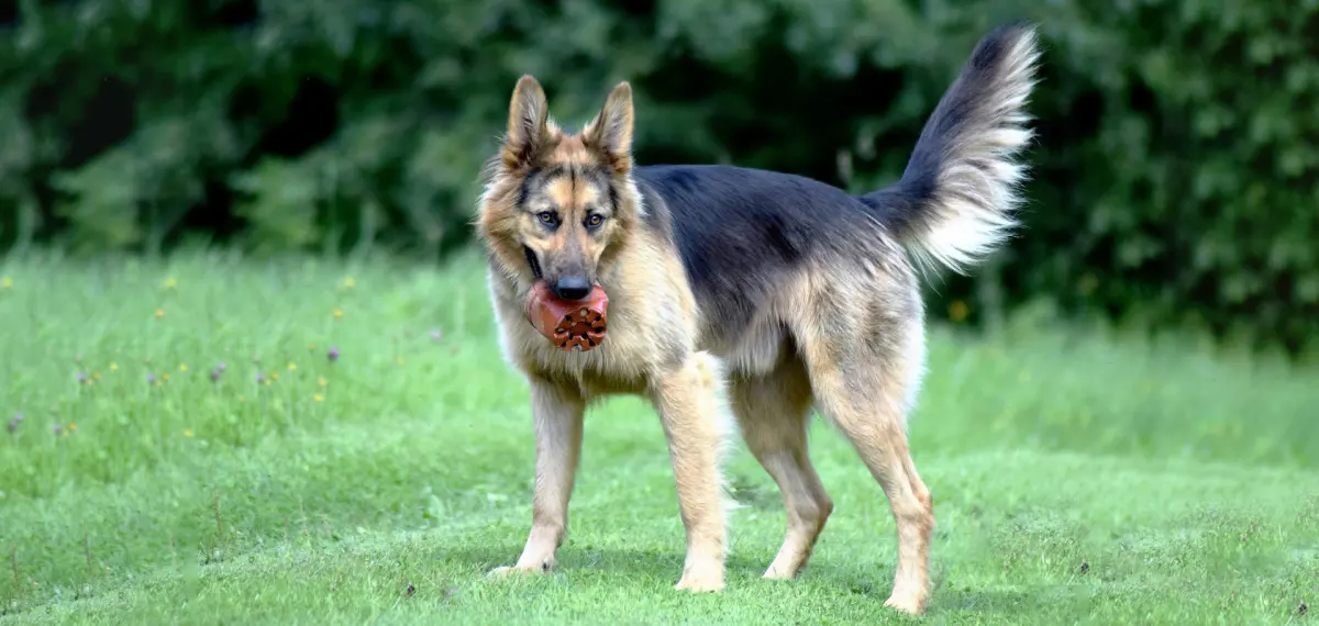 Do Dogs Communicate by Directional Tail Wagging?