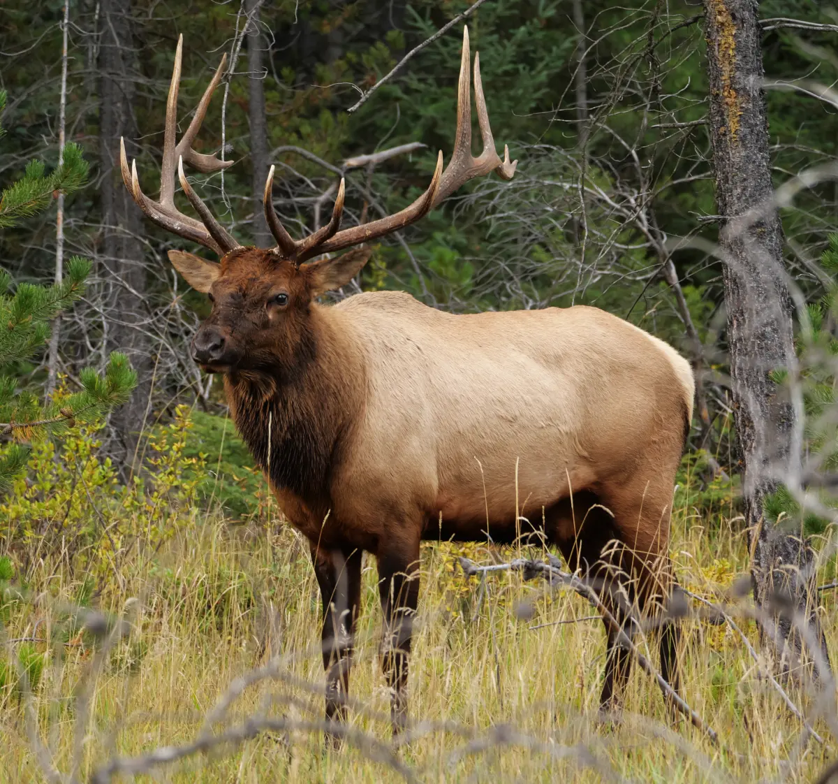 How big do elk get