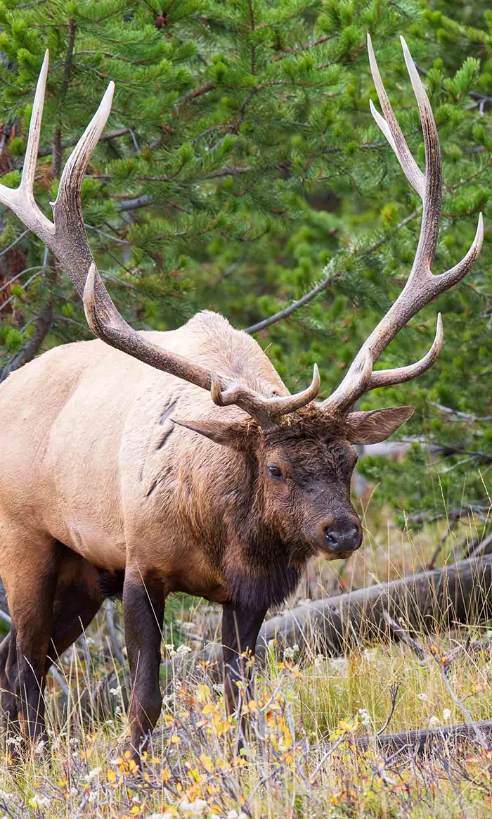 Big elk — image 3