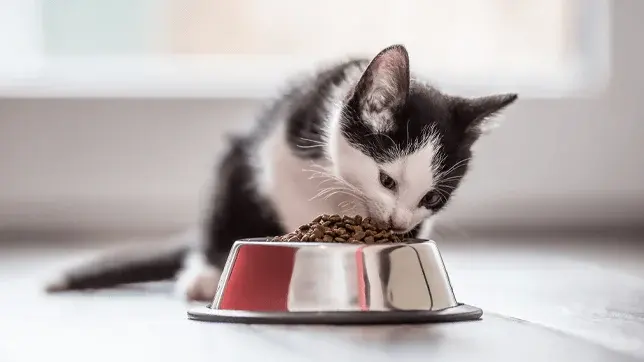 What do cats eat