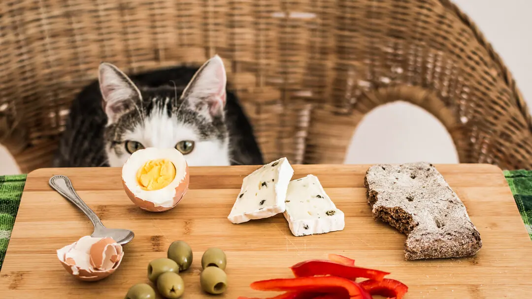Human Foods Cats Can Eat & Common Myths