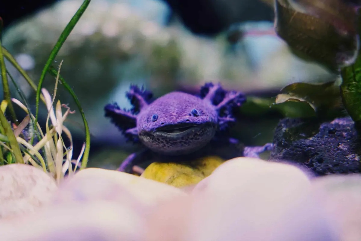 Where do axolotls live