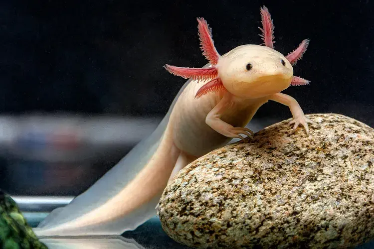 Axolotls live — image 2
