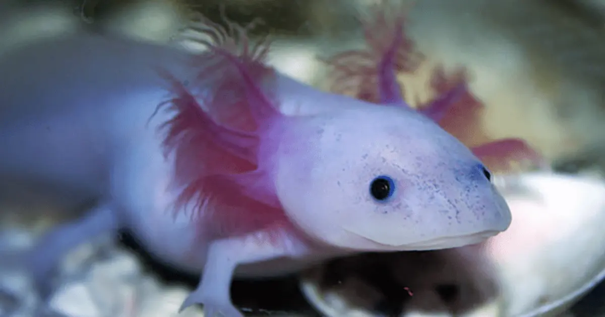 Axolotls live — image 3