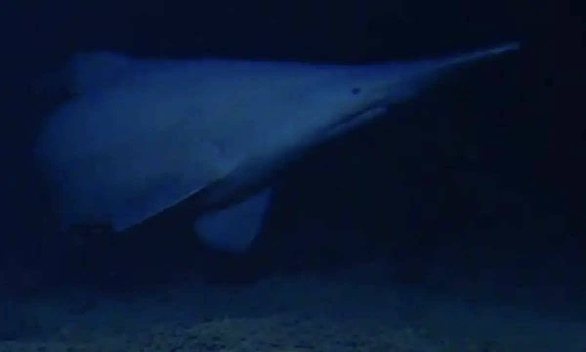 Where do sharks live