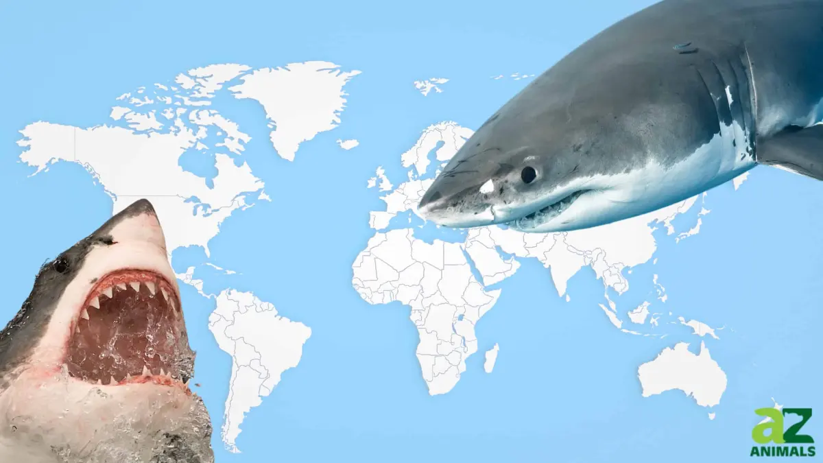 Where Do Great White Sharks Live? Explore Their Habitat and Range in Today's Oceans