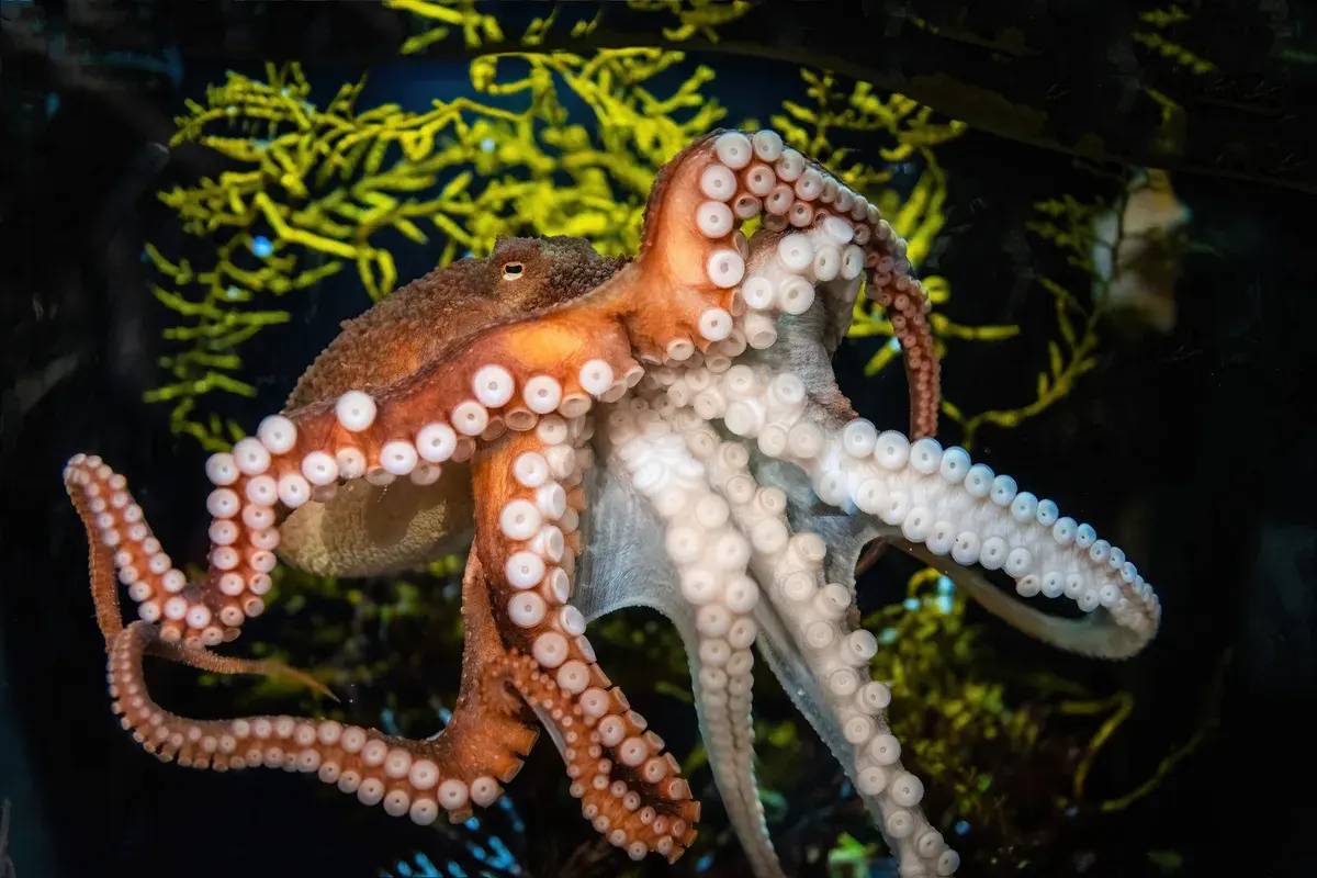 These are the deadliest octopuses in the world