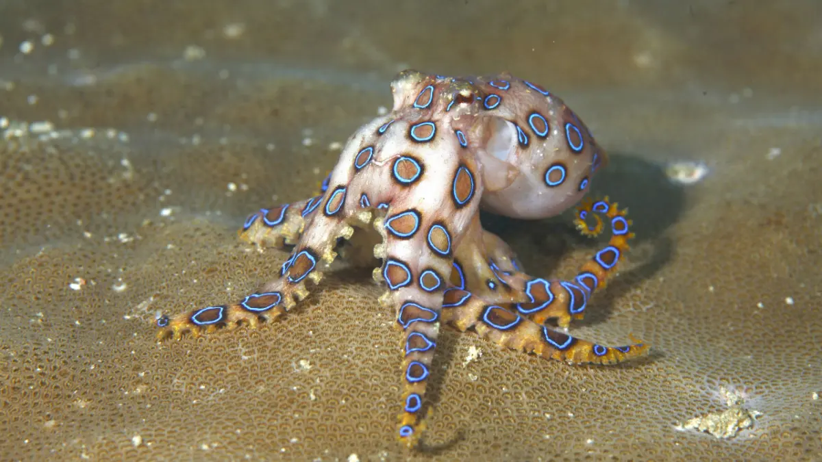 Octopuses dangerous humans — image 2