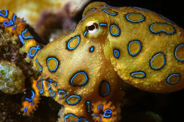 Is every species of octopus considered to be dangerous to humans?