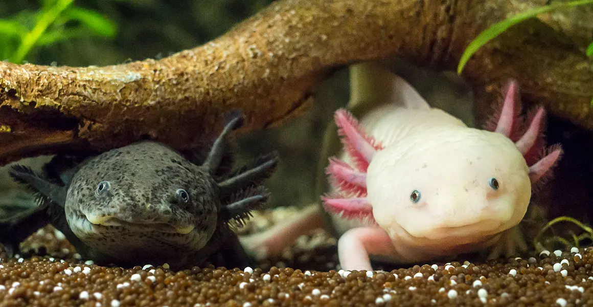 Axolotls: Meet the amphibians that never grow up