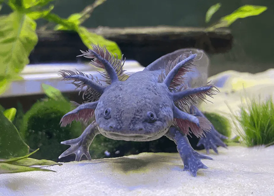 Axolotls: What Are They And How Do You Care For Them?