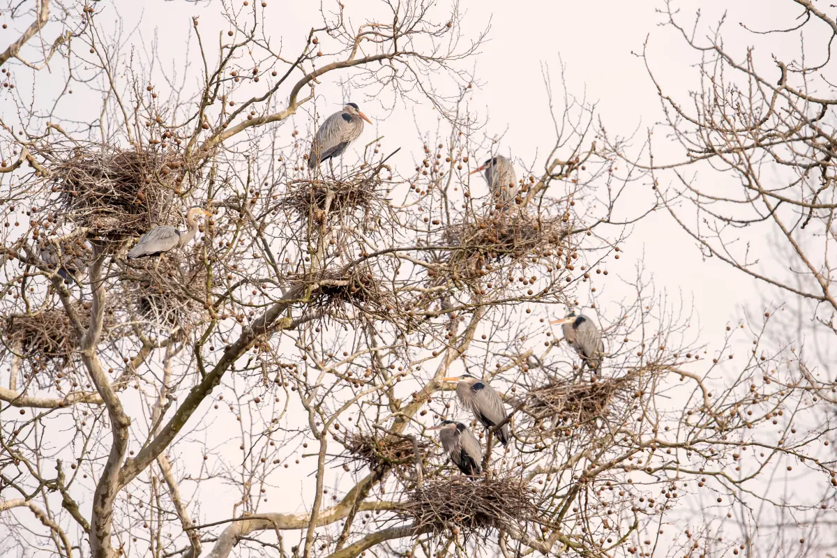 Great Blue Herons in Cuyahoga Valley (U.S. National Park Service)