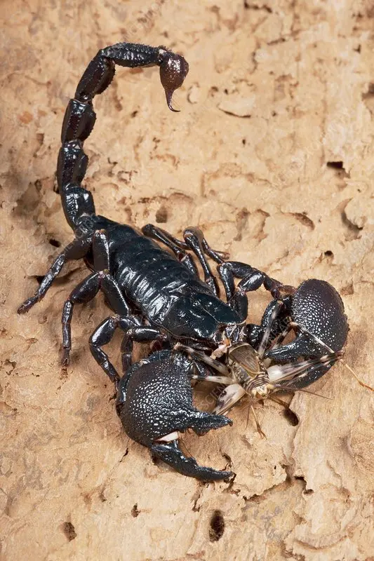 What do scorpions eat