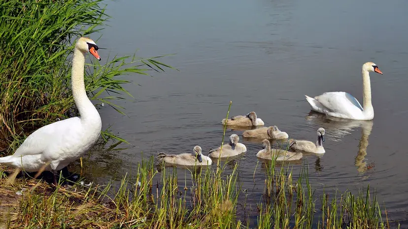 What Is a Group of Swans Called? Not a Flock