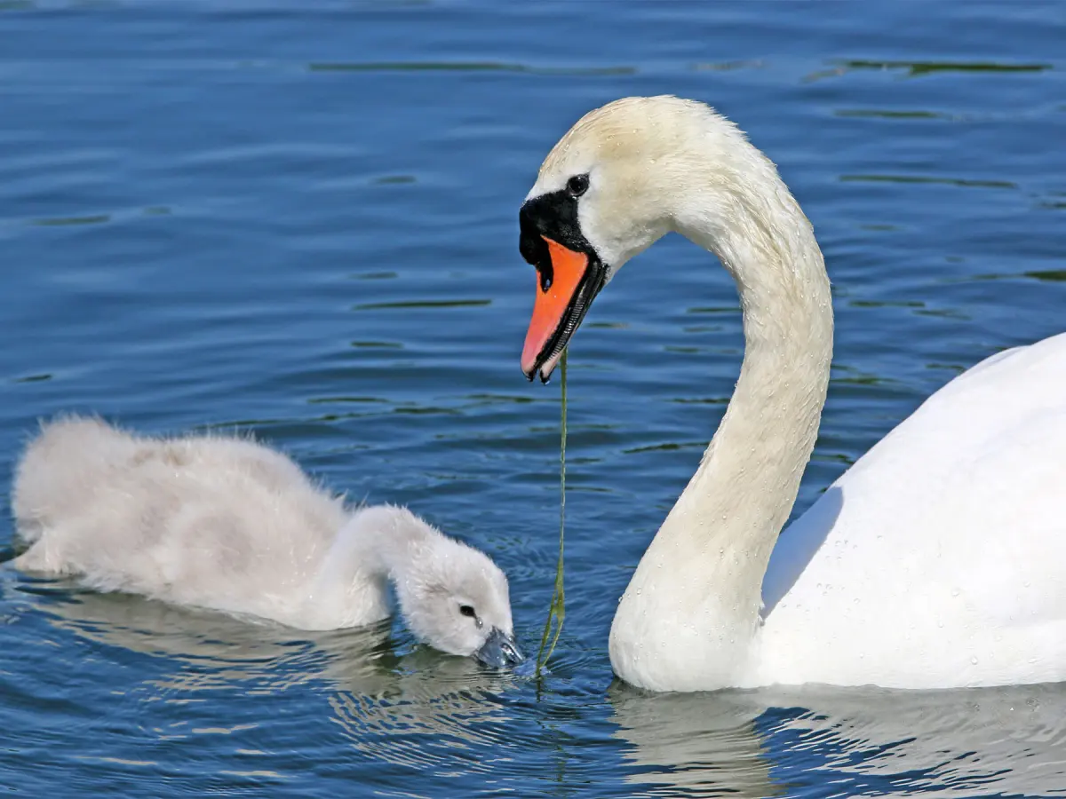 What is a Group of Swans Called? (Complete Guide)