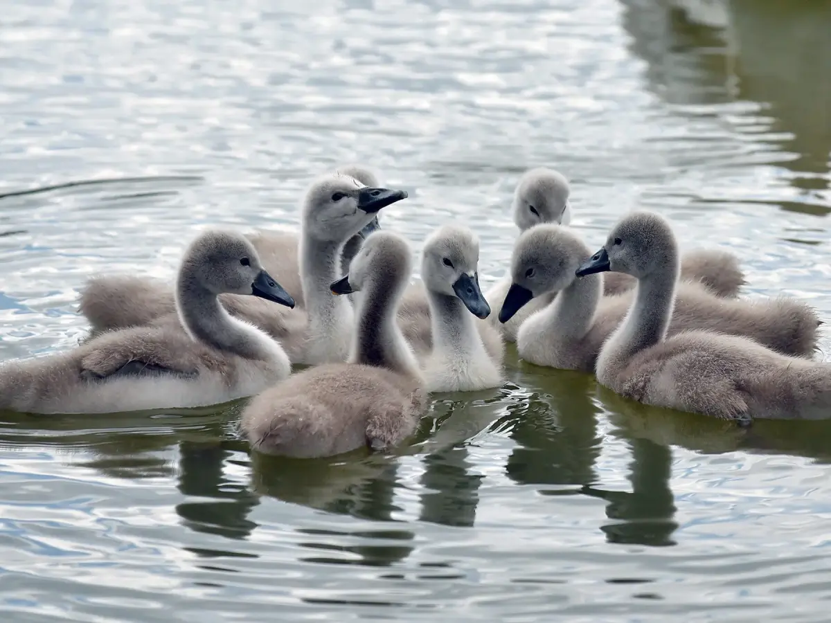 What is a Group of Swans Called? (Complete Guide)