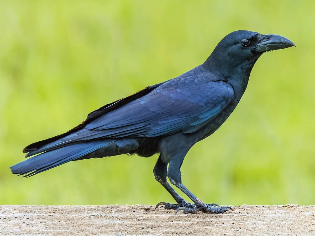 Big crows — image 2