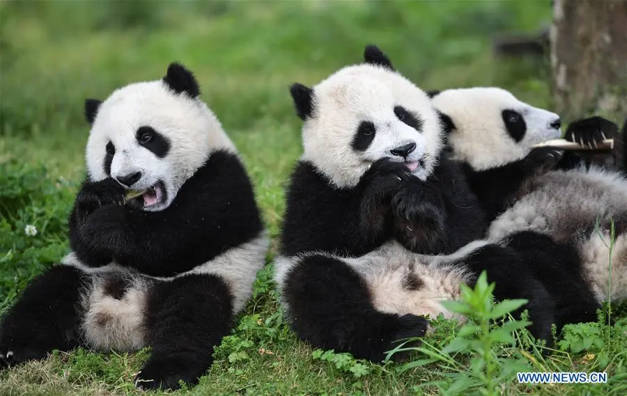 Top 10 things you need to know about pandas