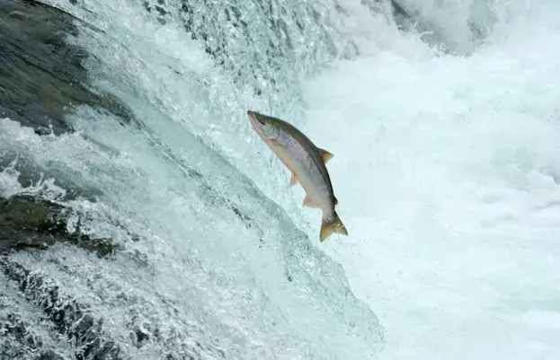 How do salmon make it upstream?