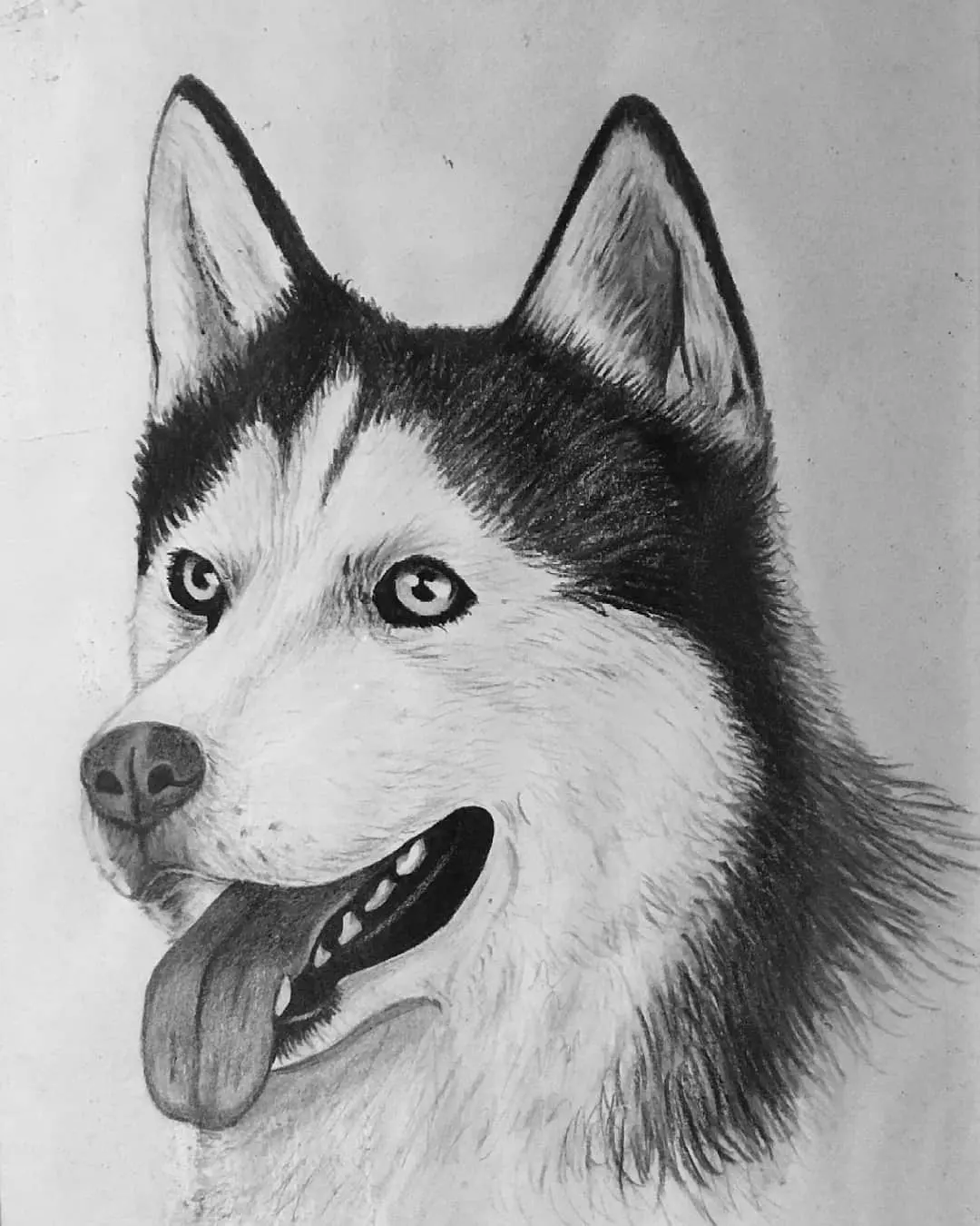 Drawing of a Husky dog with pencil, what do you think?