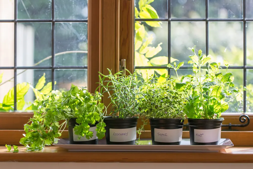 Gardening Indoors: Windowsill Herbs in Winter