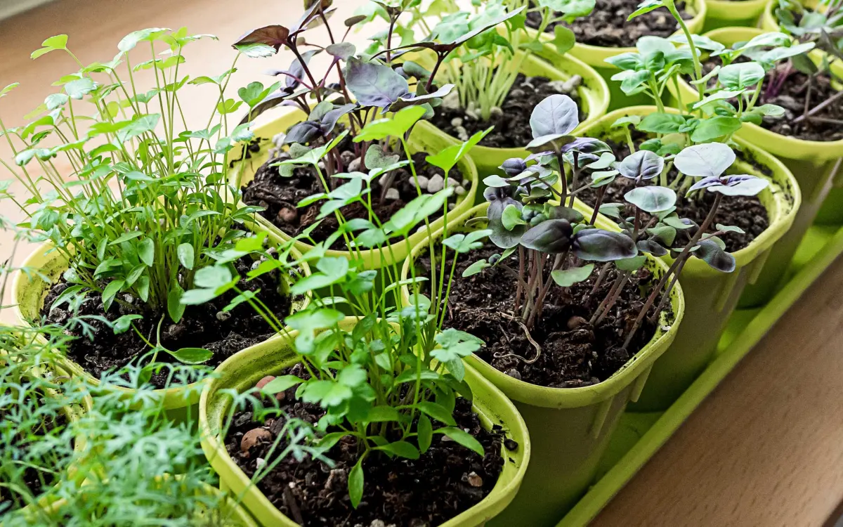 Grow herbs indoors — image 2