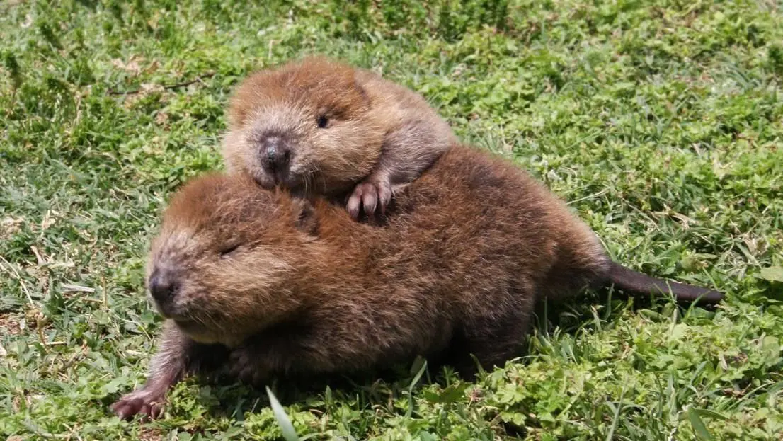 Baby beavers born in London for first time in 400 years!