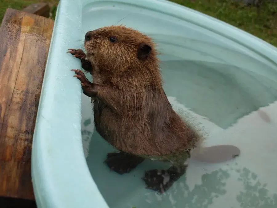 A baby beaver is called a "kit"