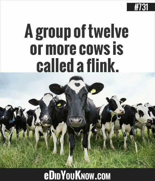 Group cows called — image 2