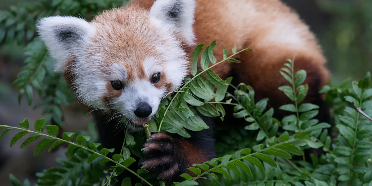Red panda