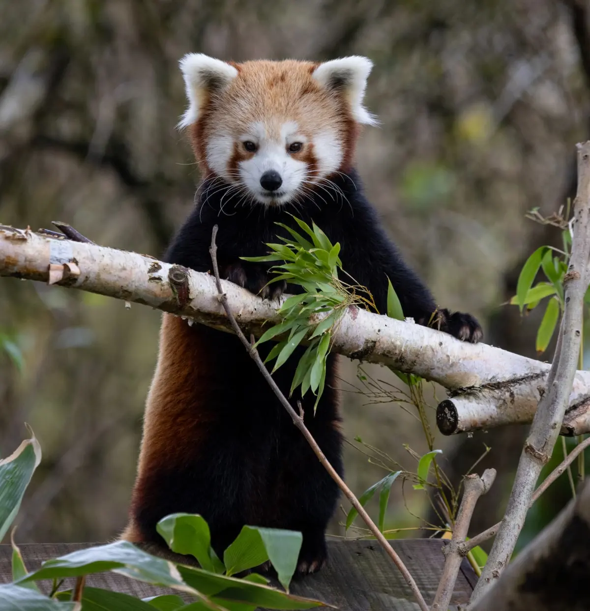 7 surprising facts about red pandas
