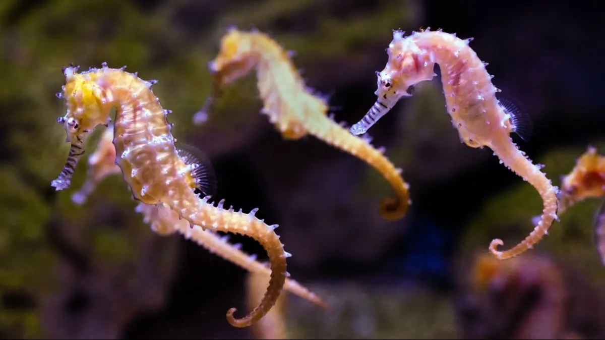Seahorses live — image 2