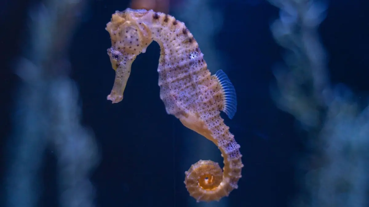 Seahorses live — image 3