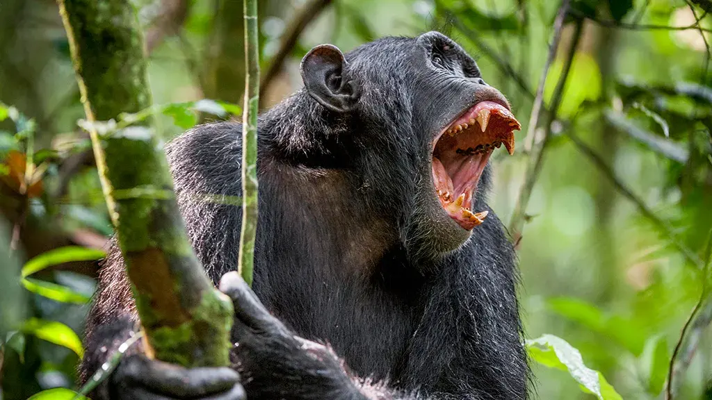 Chimpanzees dangerous humans — image 2