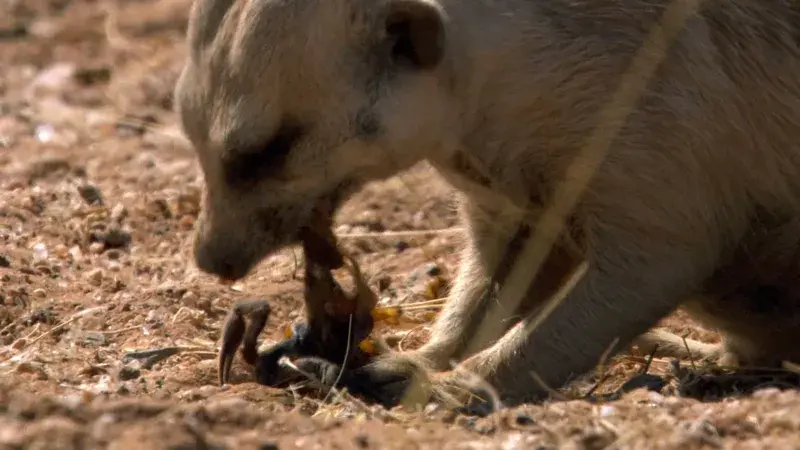 What do meerkats eat