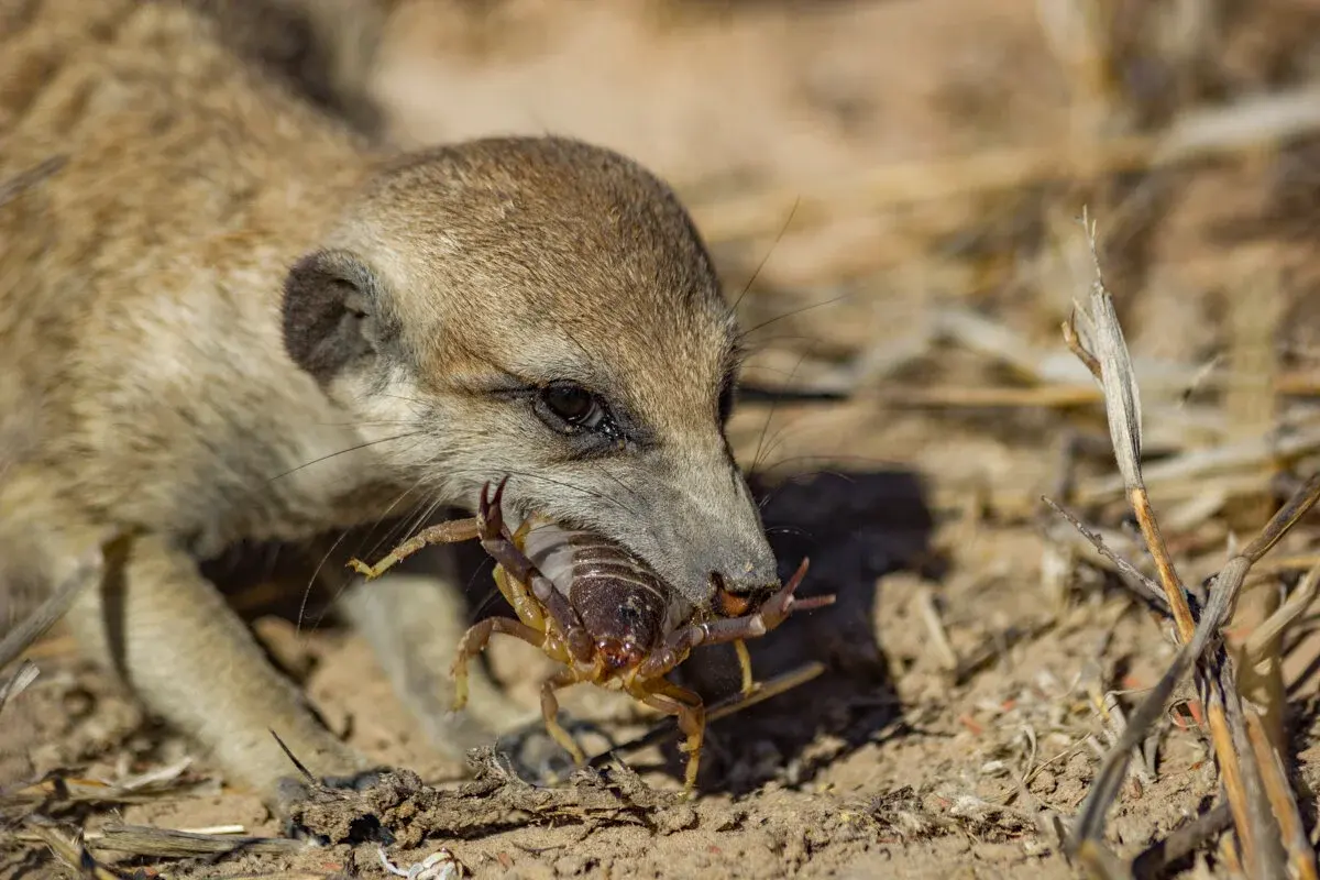 Meerkats eat — image 2