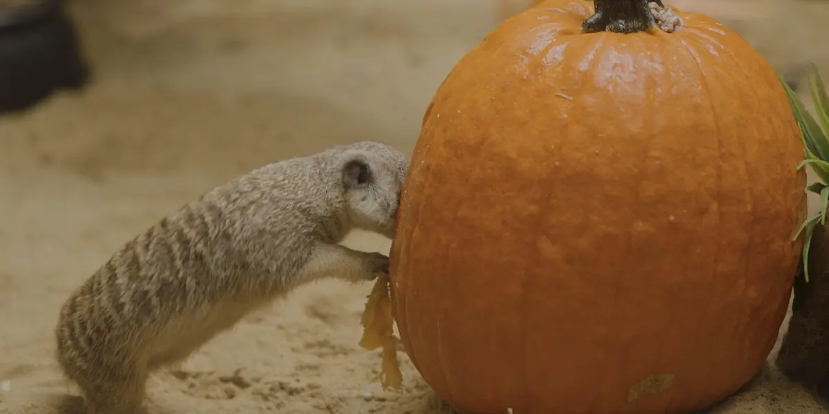Watch Meerkats Explore Jack-o'-Lanterns and Cauldrons