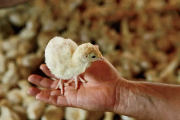 What Do You Call a Baby Turkey?