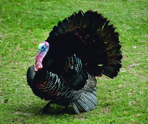 What is a baby turkey called? And other facts about turkeys