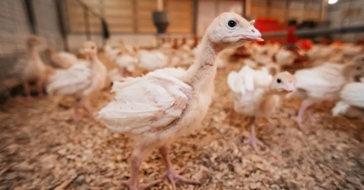 What's a Baby Turkey Called & 4 More Amazing Facts!